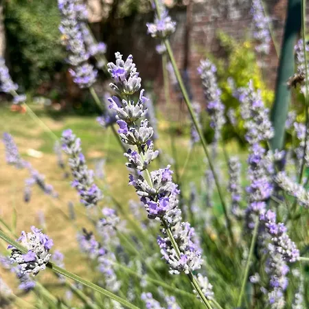 Maison Chaleureuse Avec Jardin - Pause Normande * Sées