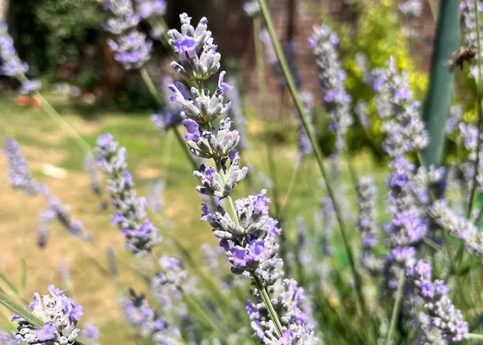 Maison Chaleureuse Avec Jardin - Pause Normande * Sees